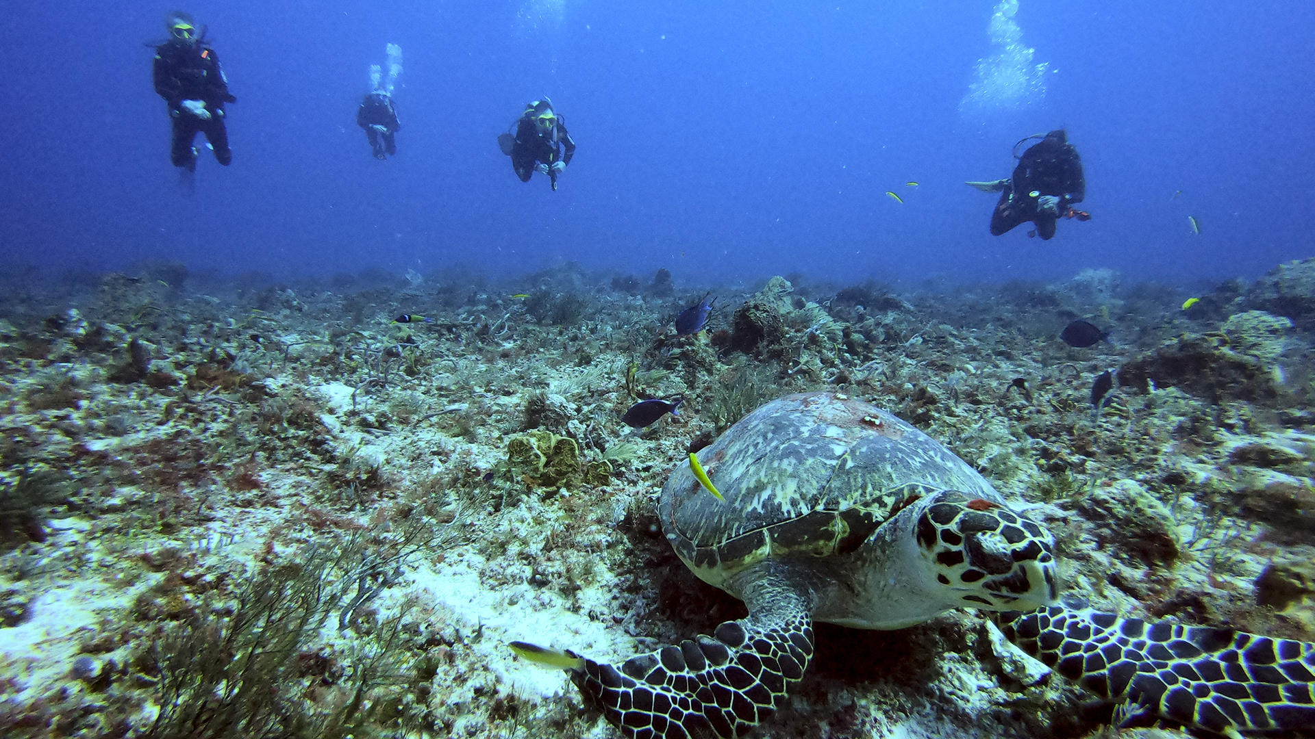 Divers float above a hawksbill sea turtle at the Tortugas dive site off the coast of Playa del Carmen.