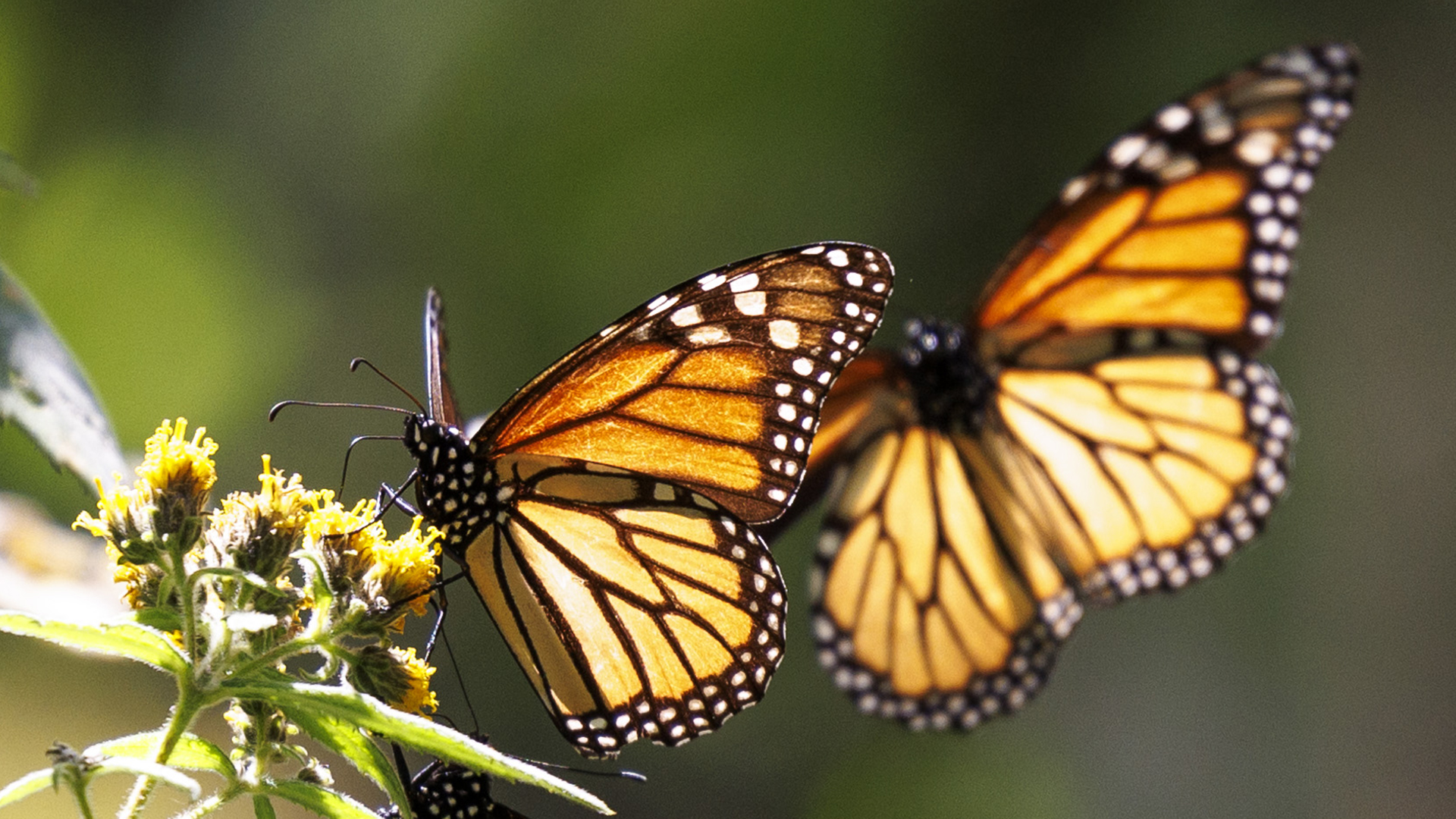 After their 3,000 mile migration from Canada to the highlands of Mexico, monarch butterflies feed on flowers at Piedra Herrada.