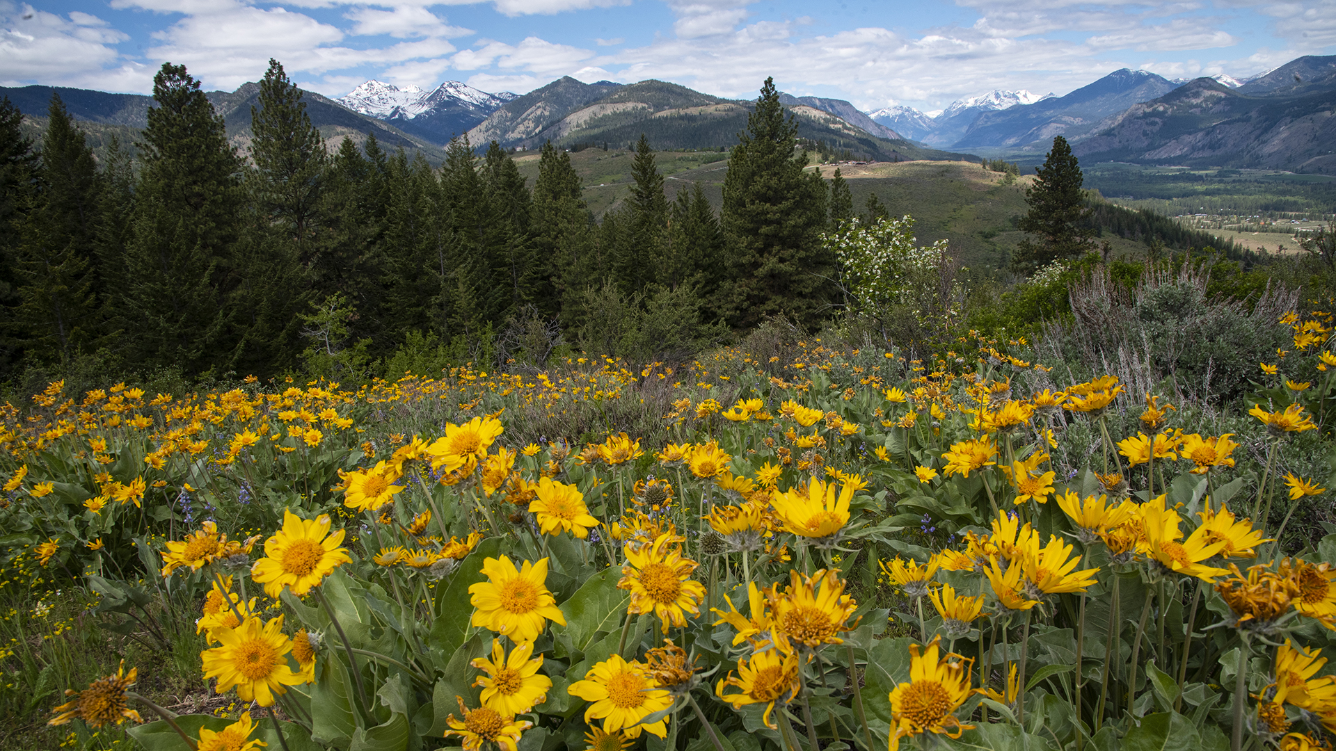 Driving the Cascade Loop in the spring offers the best chance to experience Arrowleaf Balsamroots in bloom.